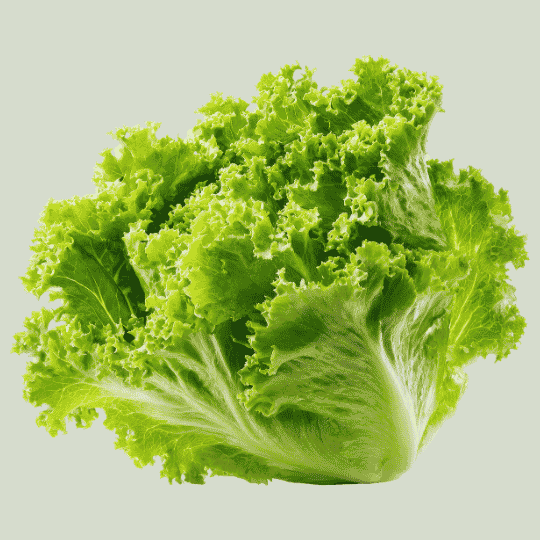 Lettuce