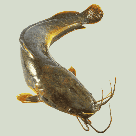 Catfish